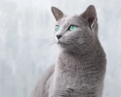 Blu di Russia, il gatto anallergico: curiosità