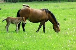 How to Improve Grazing For Horses & the Dangers of Dredging