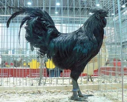 Ayam cemani