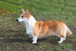 Urolithiasis in the Cardigan Welsh corgi