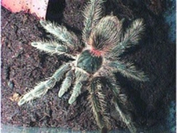 Lasiodora striatipes