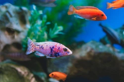 UK Laws on Keeping Exotic Fish