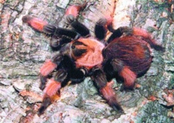 Brachypelma emilia