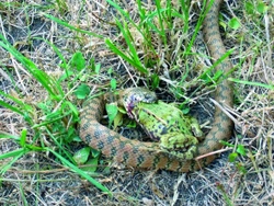 „Falešná zmije“ – Natrix maura (LINNAEUS, 1758)