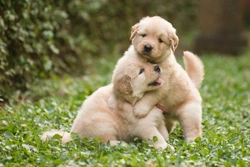 Buying a Pet: How to Avoid Scams and Pitfalls