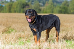 Beauceron or Rottweiler, which is best for you