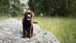 Hjälp – vilket foder ska jag välja? Foderskola för hund- och kattägare