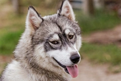 Discoid lupus - What it means for dogs