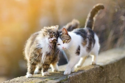 Top 4 Cat Hyperthyroidism Treatments in the UK for 2025