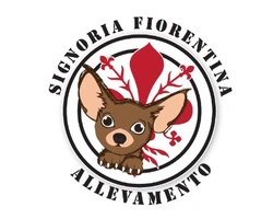 Cucciolini della Signoria Fiorentina