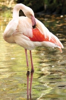 Plameňák růžový (Phoenicopterus roseus) – historický prvoodchov v Zoo Hodonín