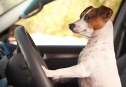 Ten ways to reduce motion sickness in the dog without medications