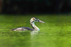 Potápka roháč (Podiceps cristatus)