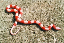 Lampropeltis triangulum nelsoni – nová korálovka v našich chovech