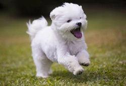 Ten things you need to know about the Maltese dog before you buy one