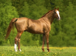 The Difference Between Learned and Natural Behaviour in Horses