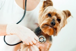 Finding the right vet for you and your pet