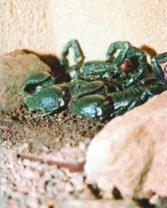 Štír kýlnatý (Euscorpius carpathicus)