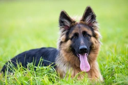 Lymphedema in Dogs