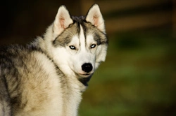 Eight interesting ways in which wolves and dogs differ