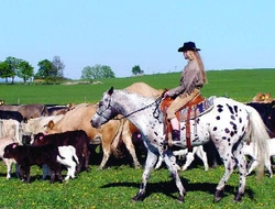 Indiánská appaloosa