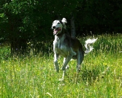 Saluki, il Levriero persiano, corridore del vento