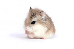 Dwarf Hamster Lifespan & Care: Russian Dwarf Hamsters