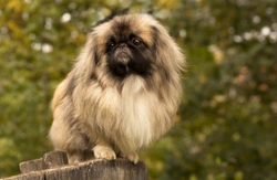 Pekingese dog hereditary health and health testing