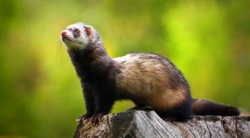 The Differences Between a European Polecat and a Domestic Ferret