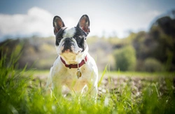 Frequently asked questions about skin cancer in dogs