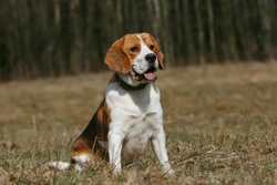 Lumbar vertebral subluxation in Beagles