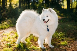 Hereditary nephritis or Samoyed hereditary glomerulopathy health testing