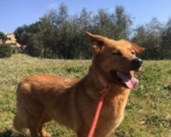 Adozioni cani: la storia di Foxy, simil Corgi