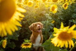 What dog-safe herbs can you plant in your garden at home?