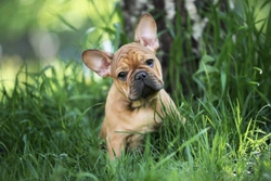 Seven summer-specific things French bulldog owners need to do to keep their dogs safe