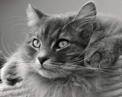 Il gatto anallergico esiste? Info sul siberiano e non solo.