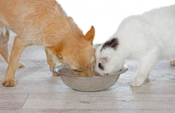 How to feed individual diets in a multi-pet household