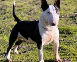 Il Bull Terrier Miniatura, estratto della storia e particolarità