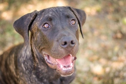 Is the Presa Canario dog a good choice of pet?