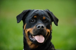 Dog Cataracts: Symptoms, Causes, and Treatments