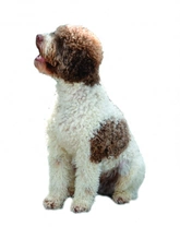 Italský vodní pes Lagotto Romagnolo