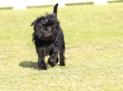 Training the Affenpinscher