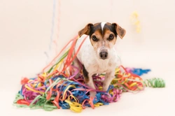 Six things to know when celebrating a birthday to ensure that it doesn’t turn into a dog-related dis