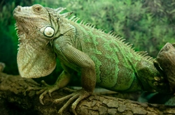 Las iguanas lejos de su hábitat natural