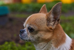 Chihuahua head shapes: Apple head and deer head