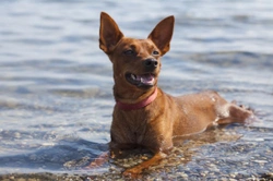 Sea Water is Poisonous to Dogs