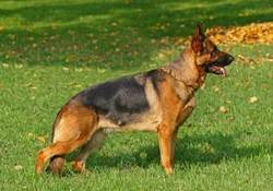 Nutrition for the German Shepherd