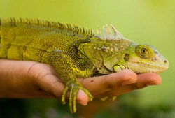 Why Keep a Reptile? Benefits and Considerations