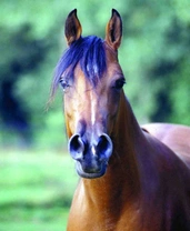 Zavřený a utěsněný Proč jsou koně nemocní kvůli falešné ohleduplnosti