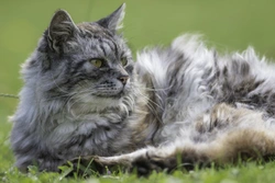 Five Common Diseases of Elderly Cats